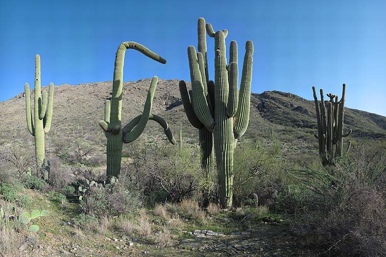 Saguaro skeleton, Saguaro National Park, Arizona, March 19, 2010